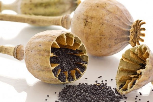 पुलिस ने अवैध डोडा पोस्त के साथ दो युवकों को किया गिरफ्तार