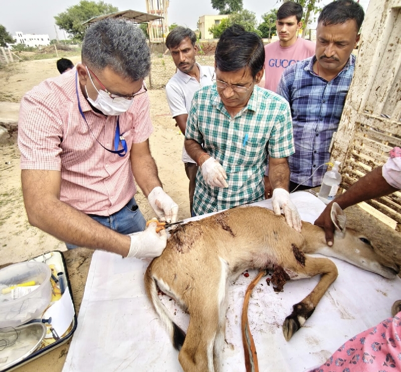 नापासर पशु चिकित्सालय की टीम ने घायल नीलगाय के बच्चे को दी नई ज़िंदगी,प्रभारी पशु चिकित्सक डॉ वेदप्रकाश व टीम ने दिया कार्यकुशलता व सवेदनशीलता का परिचय